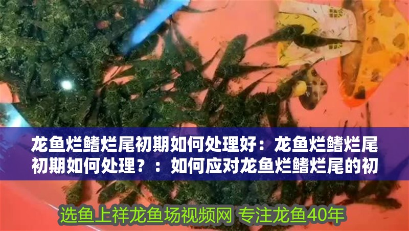 龍魚爛鰭爛尾初期如何處理好：龍魚爛鰭爛尾初期如何處理？：如何應對龍魚爛鰭爛尾的初期癥狀