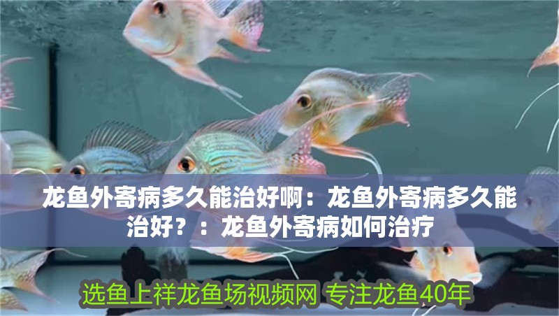 龍魚外寄病多久能治好啊：龍魚外寄病多久能治好？：龍魚外寄病如何治療