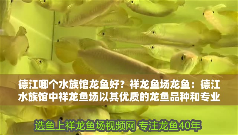 <strong><mark>德江</mark></strong>哪個(gè)水族館龍魚好？祥龍魚場(chǎng)龍魚：<strong><mark>德江</mark></strong>水族館中祥龍魚場(chǎng)以其優(yōu)質(zhì)的龍魚品種和專業(yè)的養(yǎng)殖技術(shù)