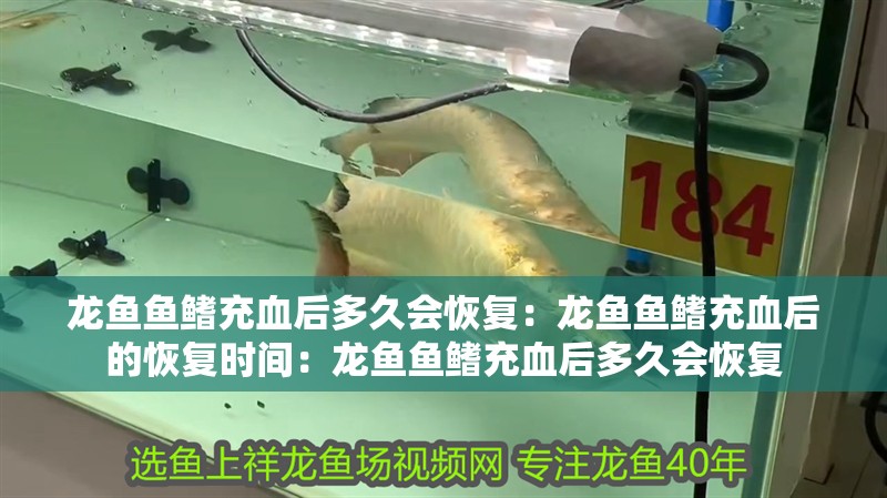 龍魚魚鰭充血后多久會恢復：龍魚魚鰭充血后的恢復時間：龍魚魚鰭充血后多久會恢復
