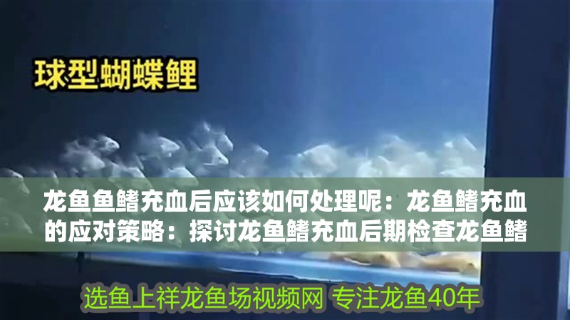 龍魚魚鰭充血后應該如何處理呢：龍魚鰭充血的應對策略：探討龍魚鰭充血后期檢查龍魚鰭充血后的應對策略，獸醫建議 龍魚魚鰭充血后應該如何處理呢：龍魚鰭充血的應對策略：探討龍魚鰭充血后期檢查龍魚鰭充血后的應對策略，獸醫建議 水族問答
