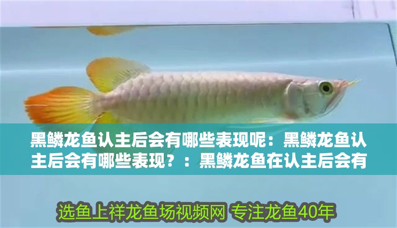黑鱗龍魚認主后會有哪些表現(xiàn)呢：黑鱗龍魚認主后會有哪些表現(xiàn)？：黑鱗龍魚在認主后會有哪些表現(xiàn)？