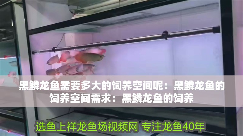 黑鱗龍魚需要多大的飼養(yǎng)空間呢：黑鱗龍魚的飼養(yǎng)空間需求：黑鱗龍魚的飼養(yǎng)