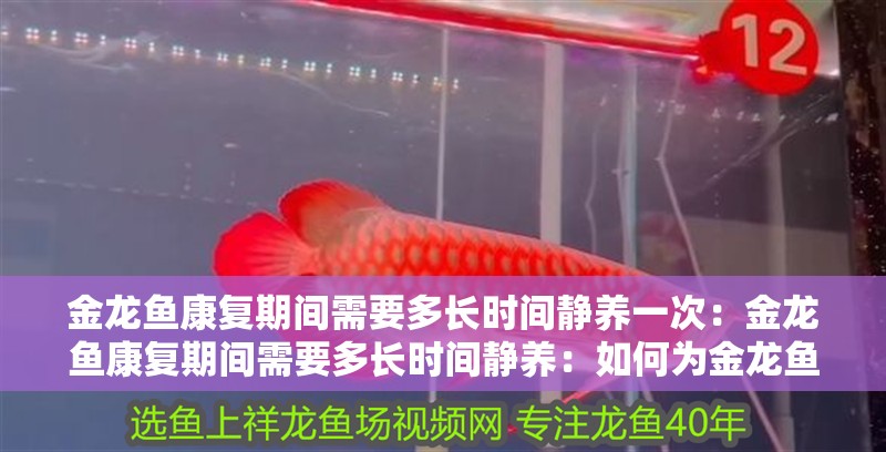 金龍魚康復(fù)期間需要多長時間靜養(yǎng)一次：金龍魚康復(fù)期間需要多長時間靜養(yǎng)：如何為金龍魚提供最佳的康復(fù)環(huán)境？