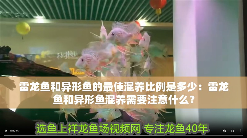 雷龍魚和異形魚的最佳混養(yǎng)比例是多少：雷龍魚和異形魚混養(yǎng)需要注意什么？