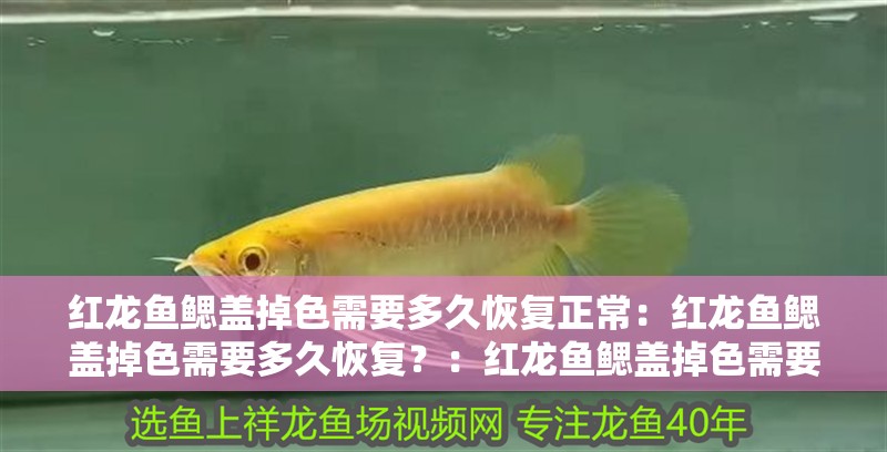 紅龍魚鰓蓋掉色需要多久恢復正常：紅龍魚鰓蓋掉色需要多久恢復？：紅龍魚鰓蓋掉色需要多久恢復紅龍魚鰓蓋掉色需要多久才能恢復