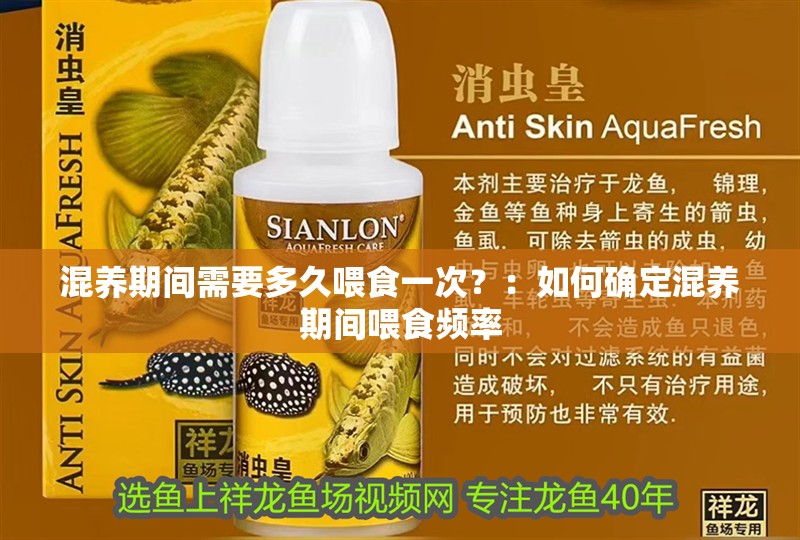 混養期間需要多久喂食一次？：如何確定混養期間喂食頻率
