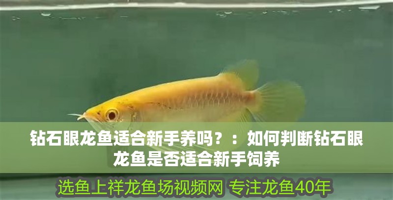 鉆石眼龍魚(yú)適合新手養(yǎng)嗎？：如何判斷鉆石眼龍魚(yú)是否適合新手飼養(yǎng)