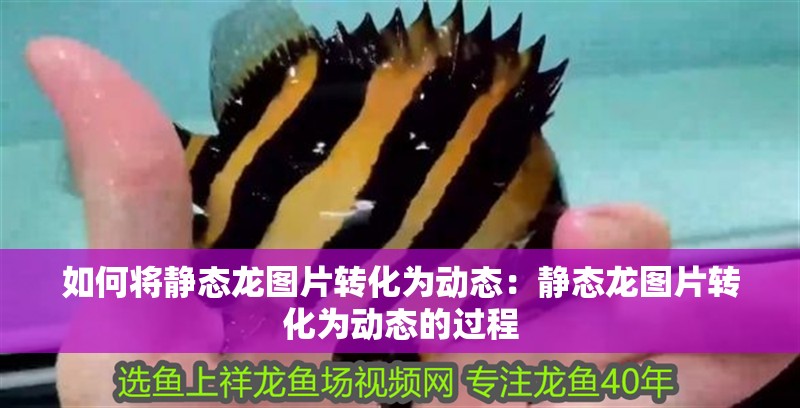 如何將靜態龍圖片轉化為動態：靜態龍圖片轉化為動態的過程