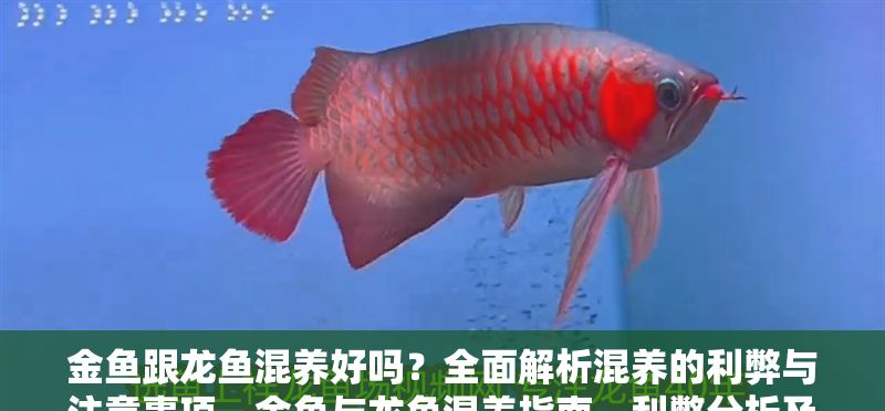 金魚跟龍魚混養好嗎？全面解析混養的利弊與注意事項，金魚與龍魚混養指南，利弊分析及注意事項全解析
