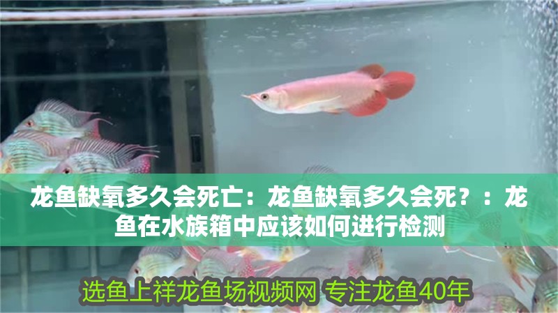 龍魚缺氧多久會死亡：龍魚缺氧多久會死？：龍魚在水族箱中應該如何進行檢測