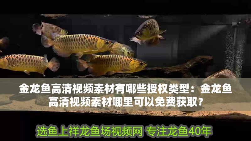 金龍魚(yú)高清視頻素材有哪些授權(quán)類(lèi)型：金龍魚(yú)高清視頻素材哪里可以免費(fèi)獲取？ 金龍魚(yú)高清視頻素材有哪些授權(quán)類(lèi)型：金龍魚(yú)高清視頻素材哪里可以免費(fèi)獲取？ 龍魚(yú)百科