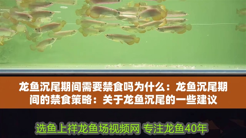 龍魚沉尾期間需要禁食嗎為什么：龍魚沉尾期間的禁食策略：關于龍魚沉尾的一些建議