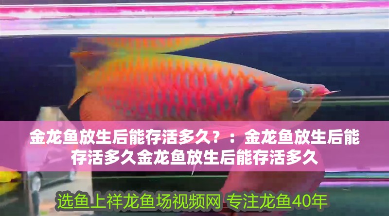 金龍魚放生后能存活多久？：金龍魚放生后能存活多久金龍魚放生后能存活多久 金龍魚放生后能存活多久？：金龍魚放生后能存活多久金龍魚放生后能存活多久 龍魚百科