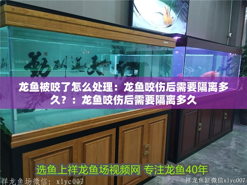 龍魚被咬了怎么處理：龍魚咬傷后需要隔離多久？：龍魚咬傷后需要隔離多久