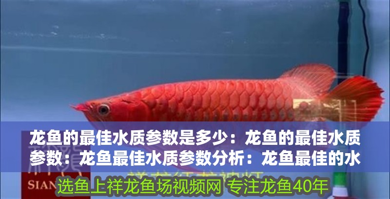 龍魚的最佳水質(zhì)參數(shù)是多少：龍魚的最佳水質(zhì)參數(shù)：龍魚最佳水質(zhì)參數(shù)分析：龍魚最佳的水質(zhì)參數(shù)是什么