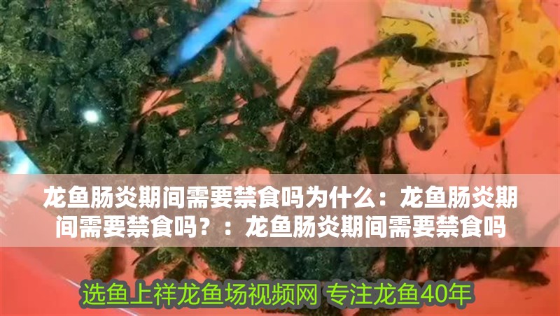 龍魚腸炎期間需要禁食嗎為什么：龍魚腸炎期間需要禁食嗎？：龍魚腸炎期間需要禁食嗎