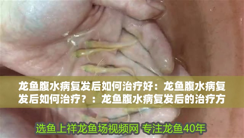 龍魚腹水病復發后如何治療好：龍魚腹水病復發后如何治療？：龍魚腹水病復發后的治療方案