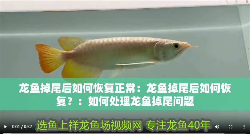 龍魚掉尾后如何恢復正常：龍魚掉尾后如何恢復？：如何處理龍魚掉尾問題
