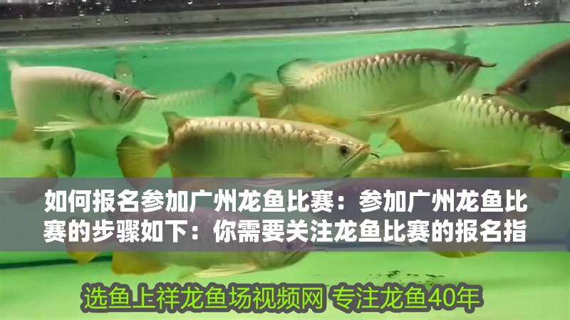 如何報名參加廣州龍魚比賽：參加廣州龍魚比賽的步驟如下：你需要關(guān)注龍魚比賽的報名指南