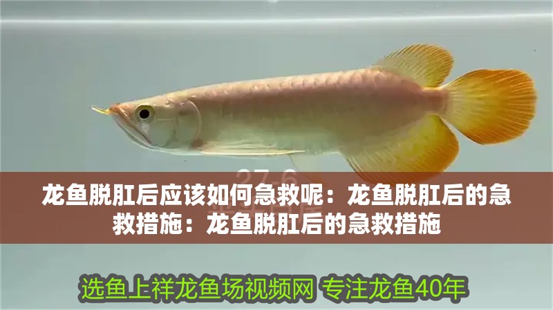 龍魚脫肛后應該如何急救呢：龍魚脫肛后的急救措施：龍魚脫肛后的急救措施