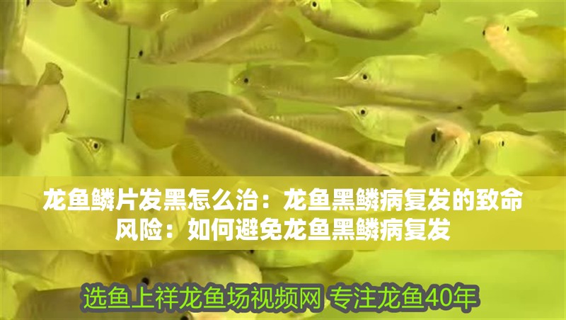 龍魚鱗片發黑怎么治：龍魚黑鱗病復發的致命風險：如何避免龍魚黑鱗病復發