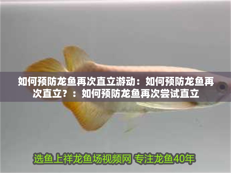 如何預防龍魚再次直立游動：如何預防龍魚再次直立？：如何預防龍魚再次嘗試直立