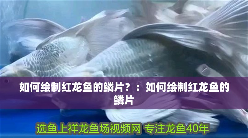 如何繪制紅龍魚的鱗片？：如何繪制紅龍魚的鱗片