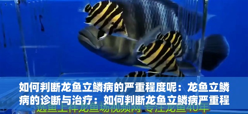 如何判斷龍魚立鱗病的嚴重程度呢：龍魚立鱗病的診斷與治療：如何判斷龍魚立鱗病嚴重程度