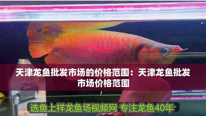 天津龍魚批發市場的價格范圍：天津龍魚批發市場價格范圍