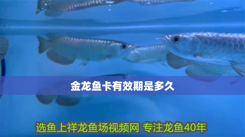 金龍魚卡有效期是多久