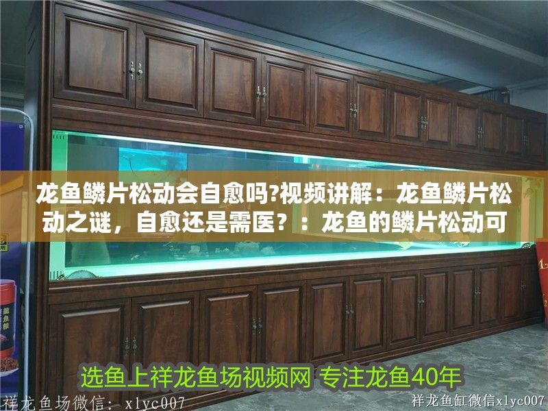 龍魚鱗片松動會自愈嗎?視頻講解：龍魚鱗片松動之謎，自愈還是需醫？：龍魚的鱗片松動可以自我修復嗎？