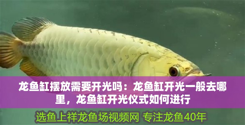 魚缸用增氧泵價(jià)格是多少:魚缸增氧機(jī)-xtrac增氧機(jī)-xtrac增氧機(jī) 龍魚缸擺放需要開光嗎:龍魚缸開光一般去哪里,龍魚缸開光儀式如何進(jìn)行 龍魚百科 龍魚缸擺放需要開光嗎:龍魚缸開光一般去哪里,龍魚缸開光儀式如何進(jìn)行 龍魚缸擺放需要開光嗎:龍魚缸開光一般去哪里,龍魚缸開光儀式如何進(jìn)行 龍魚百科