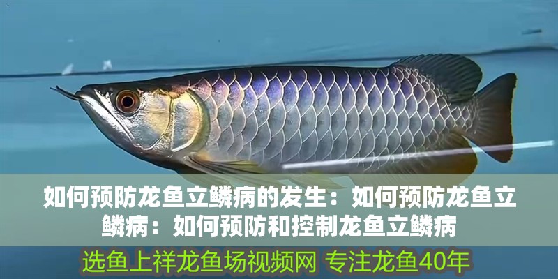如何預防龍魚立鱗病的發生：如何預防龍魚立鱗病：如何預防和控制龍魚立鱗病