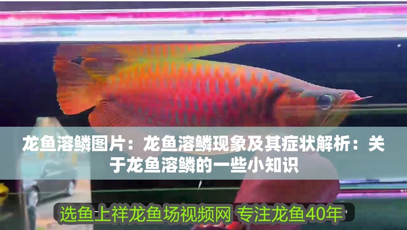 龍魚溶鱗圖片：龍魚溶鱗現象及其癥狀解析：關于龍魚溶鱗的一些小知識