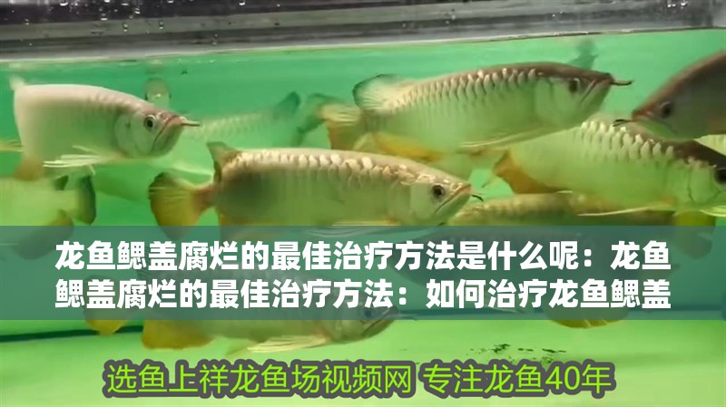 龍魚鰓蓋腐爛的最佳治療方法是什么呢：龍魚鰓蓋腐爛的最佳治療方法：如何治療龍魚鰓蓋腐爛
