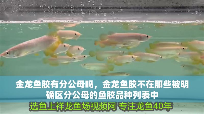 金龍魚膠有分公母嗎，金龍魚膠不在那些被明確區(qū)分公母的魚膠品種列表中 金龍魚膠有分公母嗎，金龍魚膠不在那些被明確區(qū)分公母的魚膠品種列表中 龍魚百科 第2張