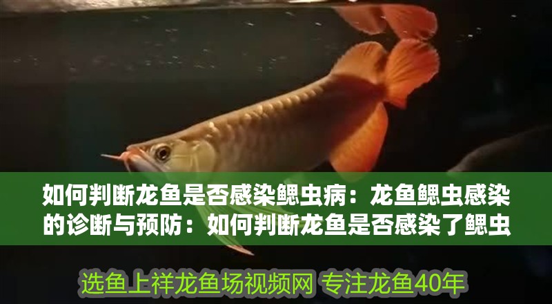 如何判斷龍魚是否感染鰓蟲病：龍魚鰓蟲感染的診斷與預(yù)防：如何判斷龍魚是否感染了鰓蟲病