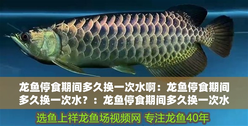 龍魚停食期間多久換一次水啊：龍魚停食期間多久換一次水？：龍魚停食期間多久換一次水