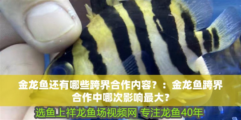 金龍魚還有哪些跨界合作內容？：金龍魚跨界合作中哪次影響最大？