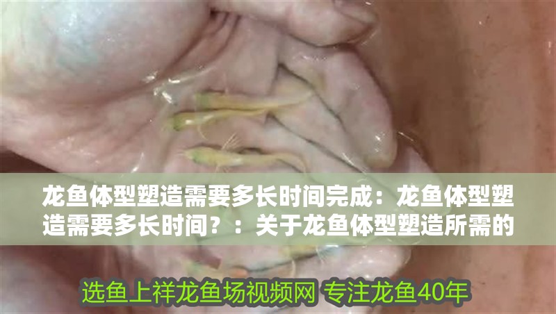 龍魚體型塑造需要多長時間完成：龍魚體型塑造需要多長時間？：關于龍魚體型塑造所需的時間