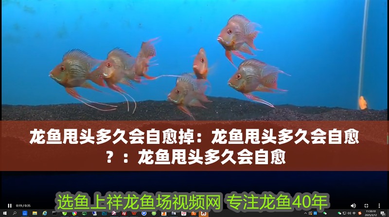 給大魚缸換水的作文:體驗給大魚缸換水的樂趣:體驗給大魚缸換水:給大魚缸換水的作文 龍魚甩頭多久會自愈掉:龍魚甩頭多久會自愈?:龍魚甩頭多久會自愈 水族問答 龍魚甩頭多久會自愈掉:龍魚甩頭多久會自愈?:龍魚甩頭多久會自愈 龍魚甩頭多久會自愈掉:龍魚甩頭多久會自愈?:龍魚甩頭多久會自愈 水族問答