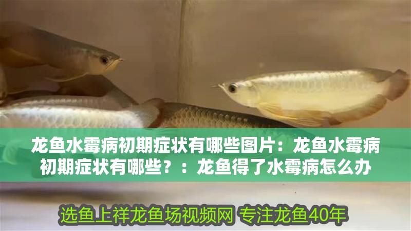 龍魚水霉病初期癥狀有哪些圖片：龍魚水霉病初期癥狀有哪些？：龍魚得了水霉病怎么辦