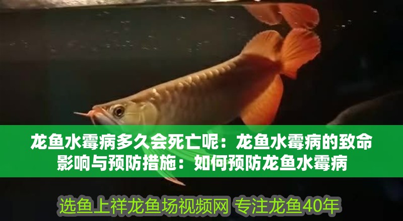 龍魚水霉病多久會死亡呢：龍魚水霉病的致命影響與預防措施：如何預防龍魚水霉病