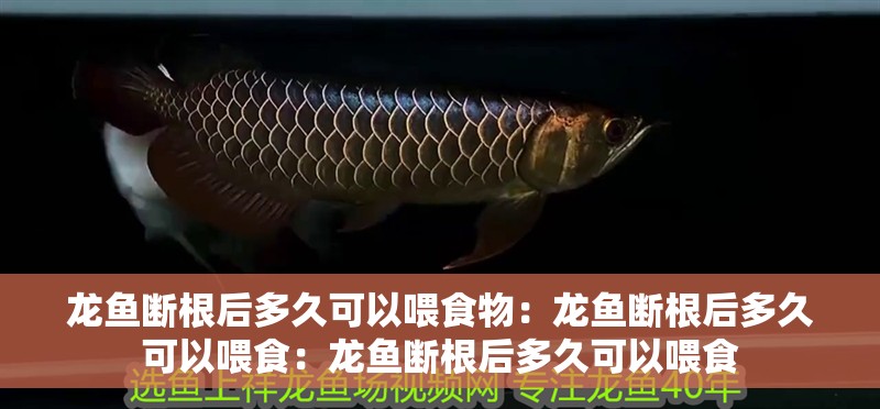 龍魚斷根后多久可以喂食物：龍魚斷根后多久可以喂食：龍魚斷根后多久可以喂食