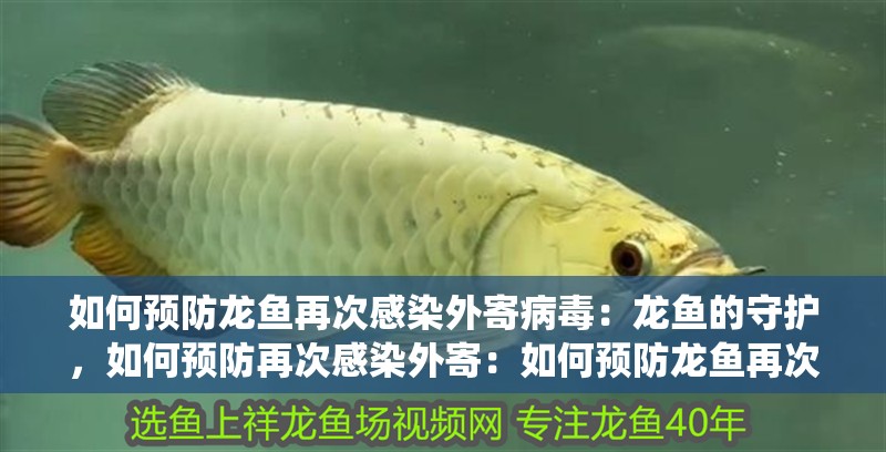 如何預防龍魚再次感染外寄病毒：龍魚的守護，如何預防再次感染外寄：如何預防龍魚再次感染外寄蟲