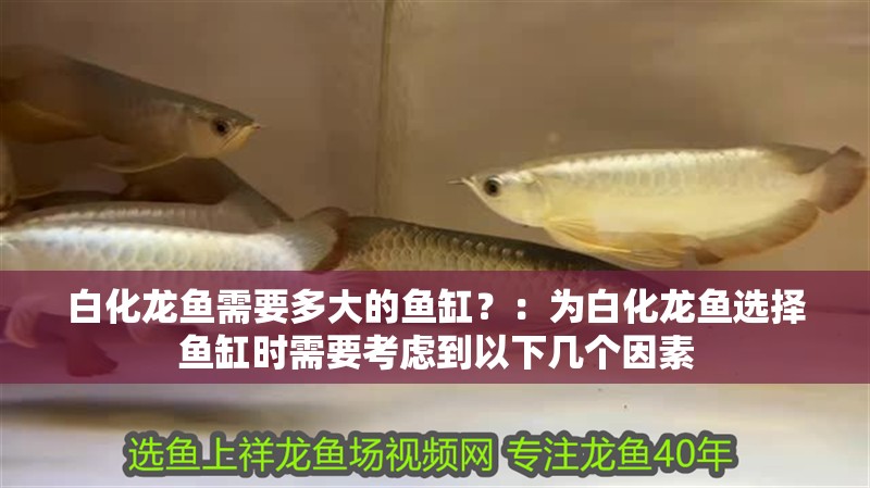 白化龍魚需要多大的魚缸？：為白化龍魚選擇魚缸時需要考慮到以下幾個因素 白化龍魚需要多大的魚缸？：為白化龍魚選擇魚缸時需要考慮到以下幾個因素 龍魚百科