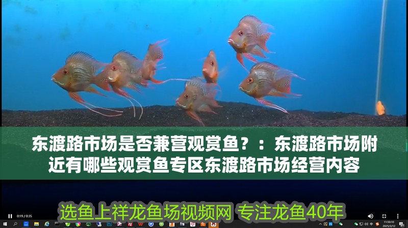 東渡路市場(chǎng)是否兼營觀賞魚？：東渡路市場(chǎng)附近有哪些觀賞魚專區(qū)東渡路市場(chǎng)經(jīng)營內(nèi)容