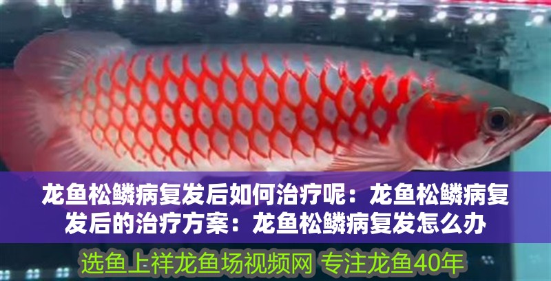 龍魚松鱗病復發(fā)后如何治療呢：龍魚松鱗病復發(fā)后的治療方案：龍魚松鱗病復發(fā)怎么辦