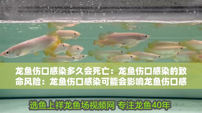 龍魚傷口感染多久會死亡：龍魚傷口感染的致命風險：龍魚傷口感染可能會影響龍魚傷口感染的致命風險及預防措施